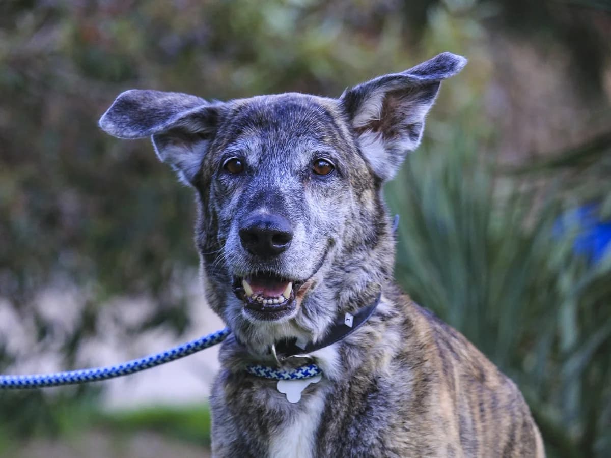 ARA, Castanho tigrado female senior Mixed Breed for adoption at O Cantinho da Milu, Lisbon