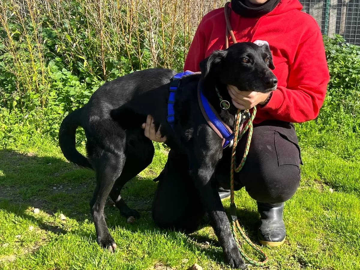 POMBINHA, Preto female senior Mixed Breed for adoption at O Cantinho da Milu, Lisbon