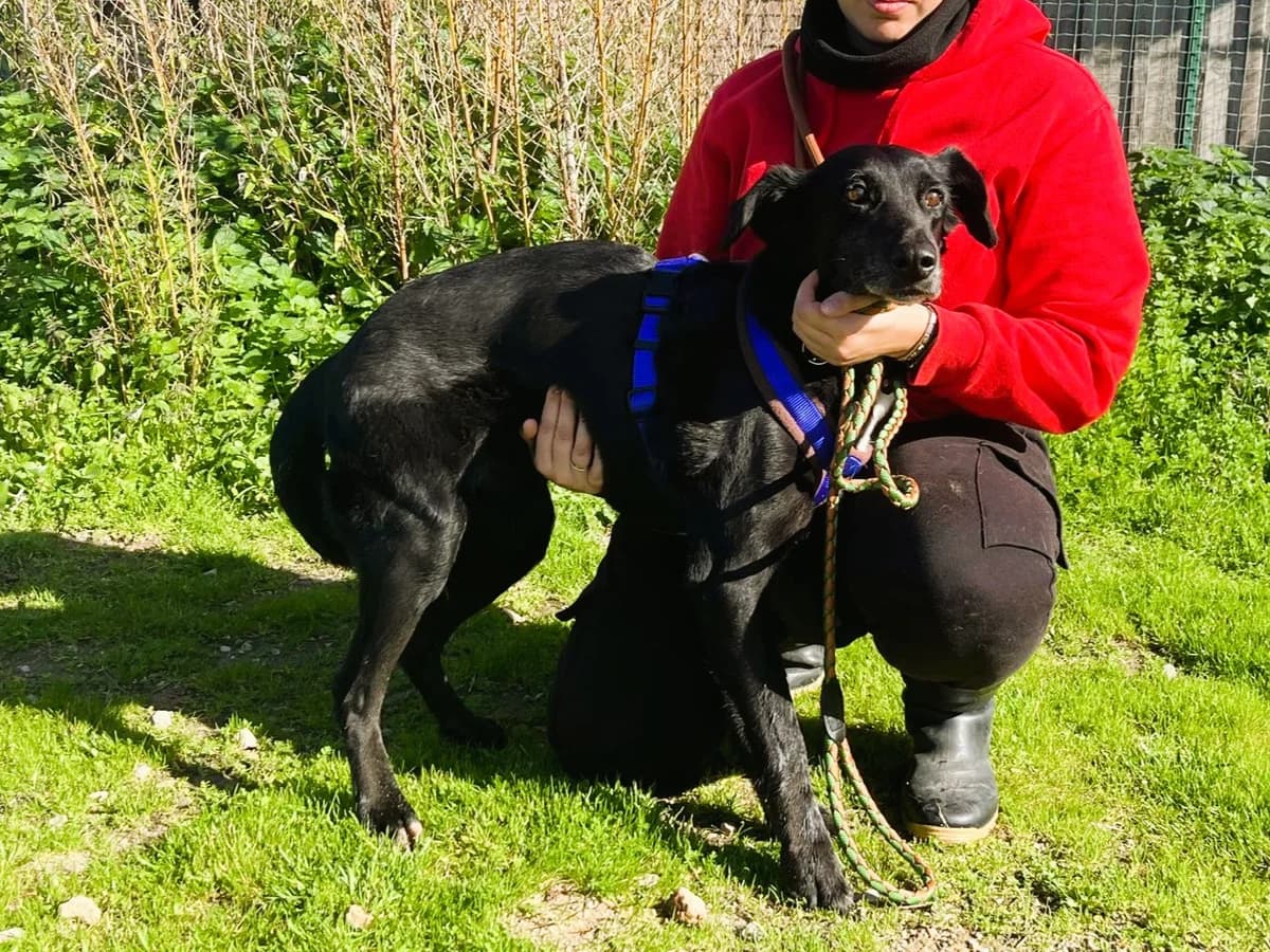 POMBINHA, Preto female senior Mixed Breed for adoption at O Cantinho da Milu, Lisbon