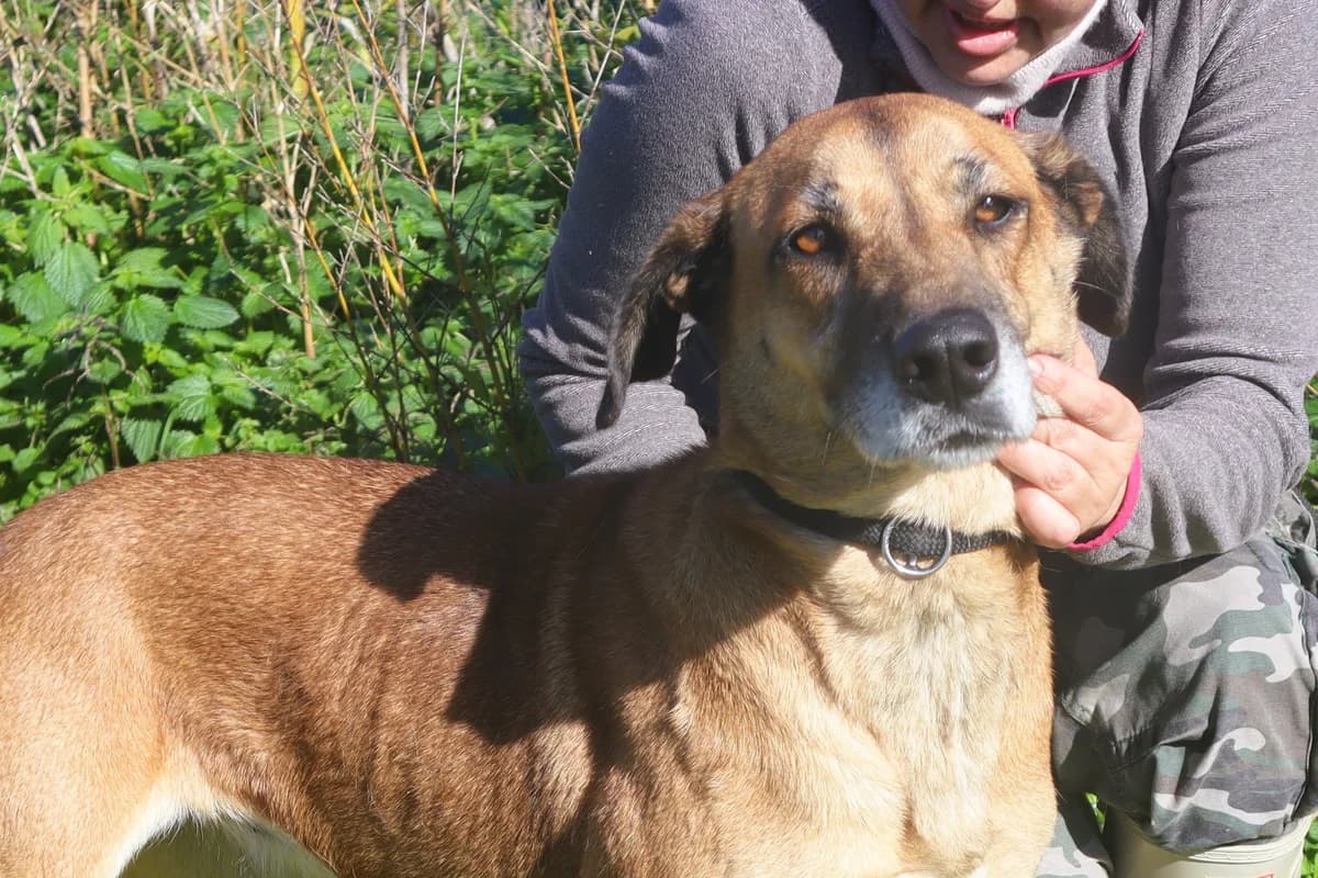 LINA, Castanho female 6yo Mixed Breed for adoption at O Cantinho da Milu, Lisbon