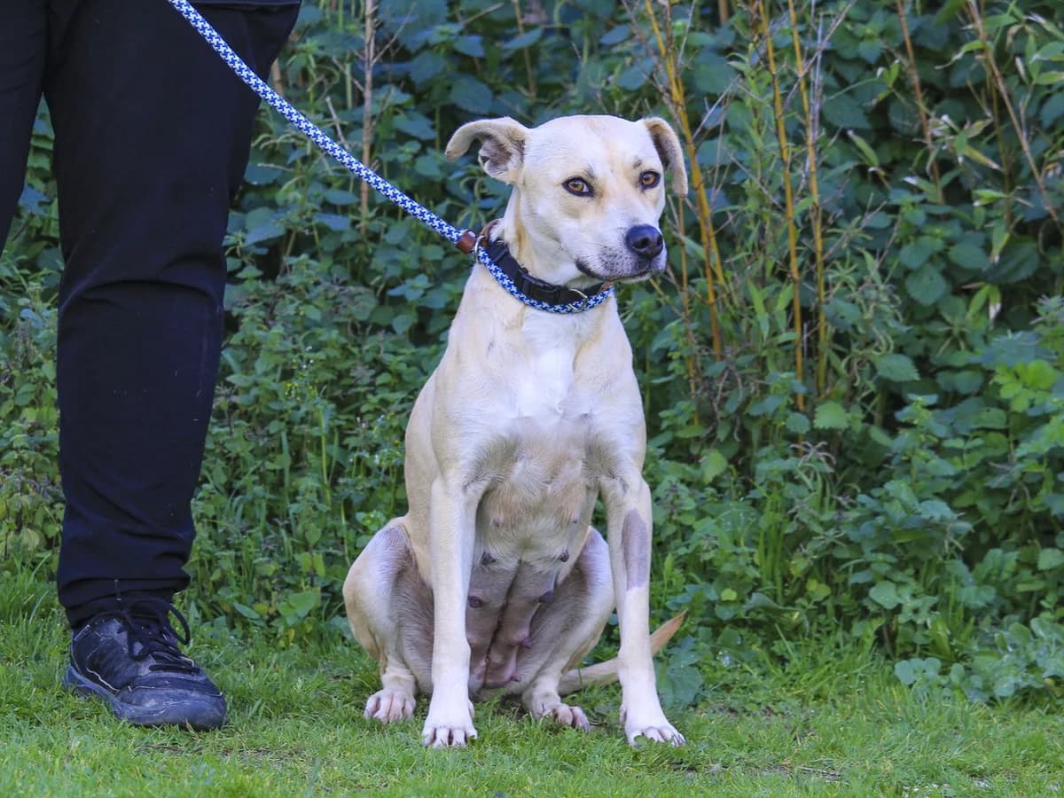 LUZ, Creme female young Mixed Breed for adoption at O Cantinho da Milu, Lisbon