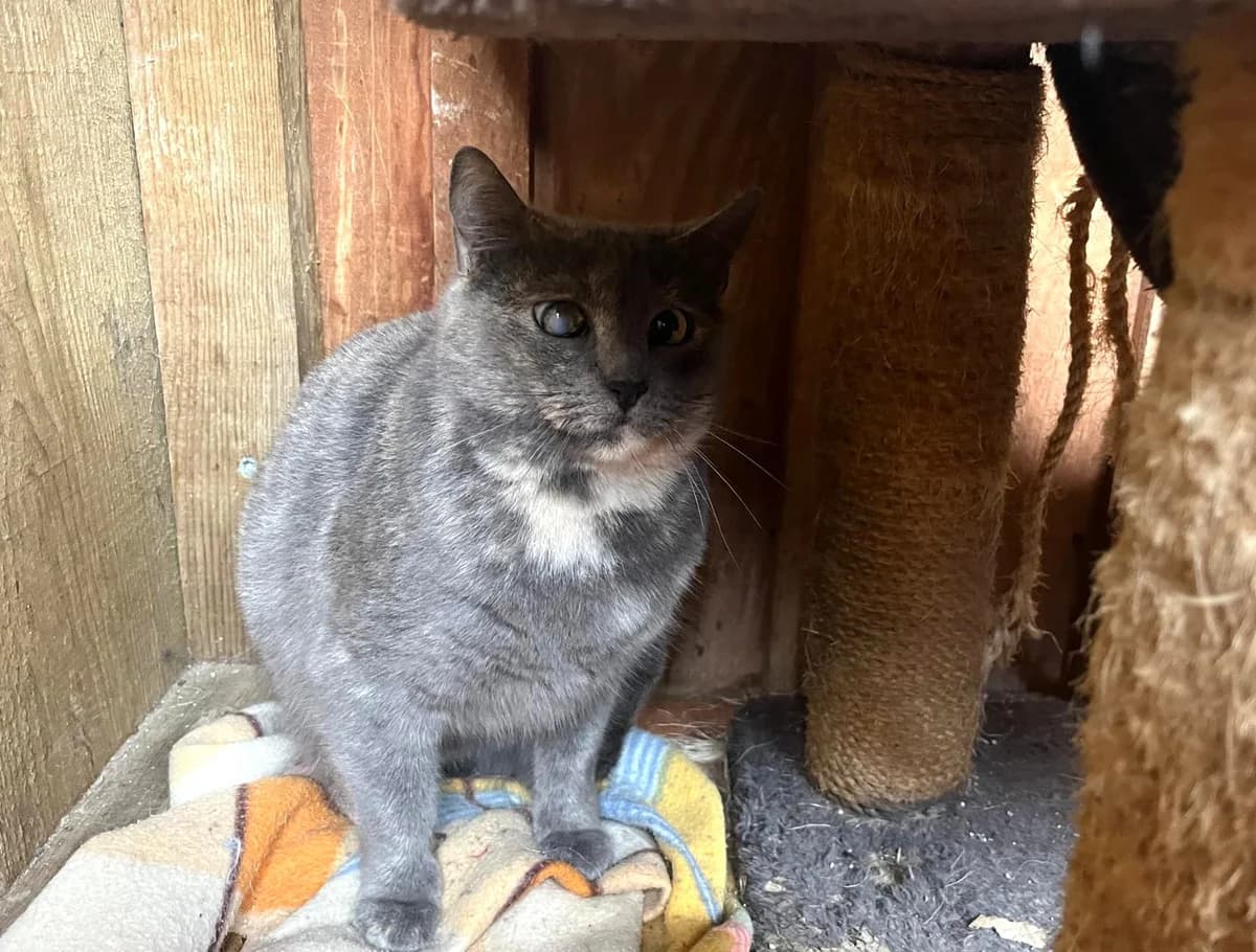 SOPHIE, Cinza female 3yo Domestic Shorthair for adoption at O Cantinho da Milu, Lisbon