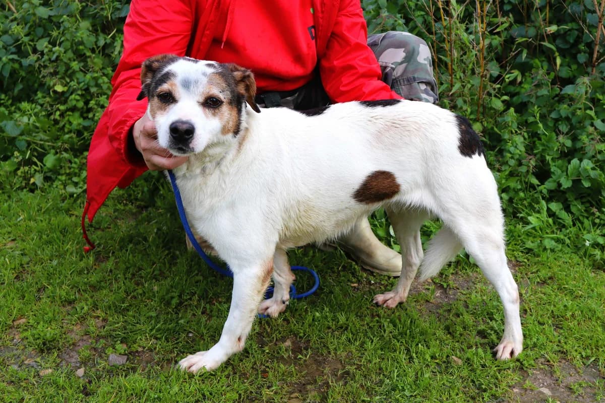 MIMOSA, Branco e Castanho female 4yo Mixed Breed for adoption at O Cantinho da Milu, Lisbon