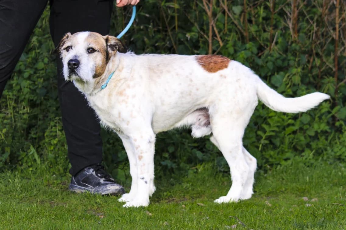 TOBIAS, Mixed Breed (O Cantinho da Milu)