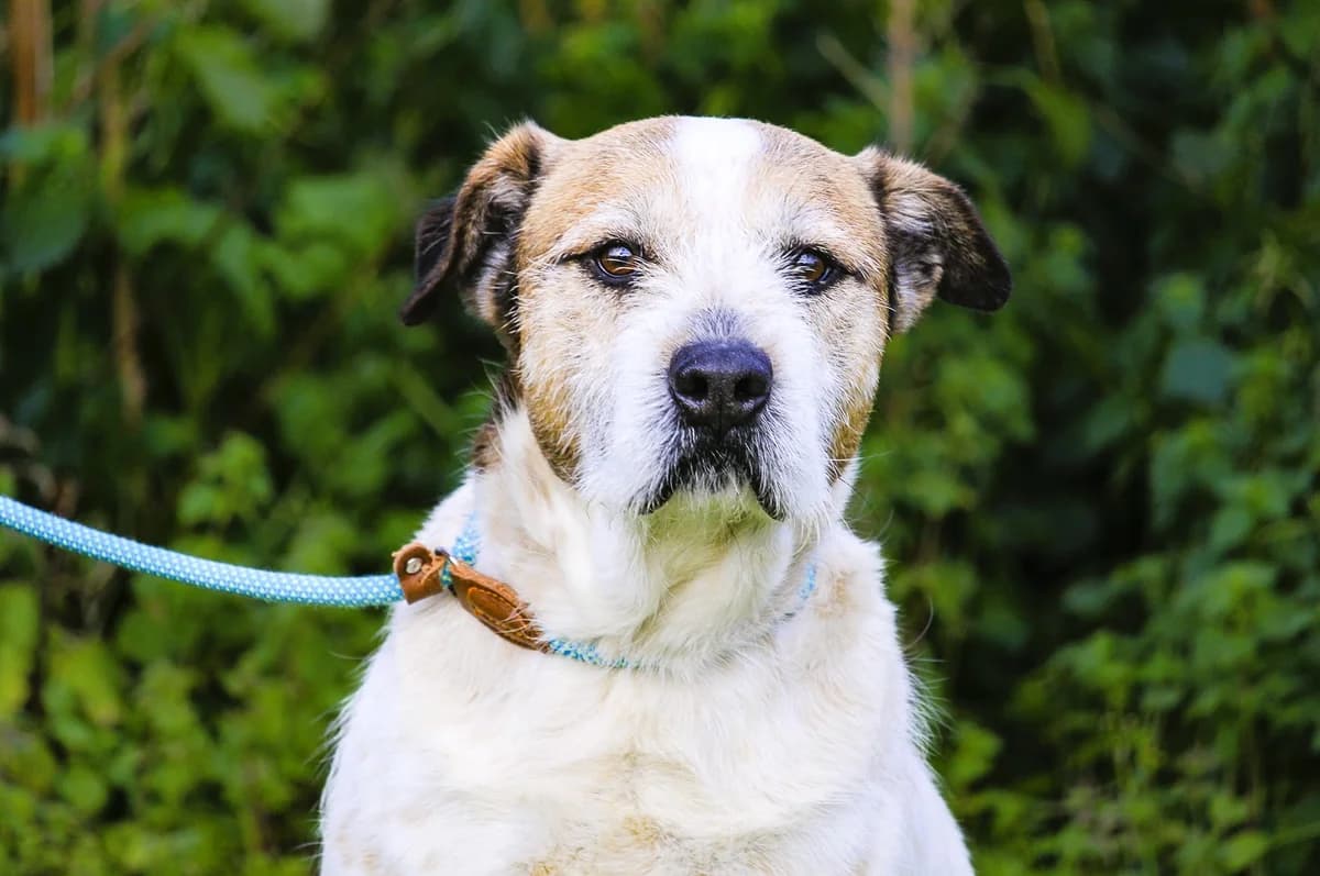 TOBIAS, Branco e Castanho male senior Mixed Breed for adoption at O Cantinho da Milu, Lisbon