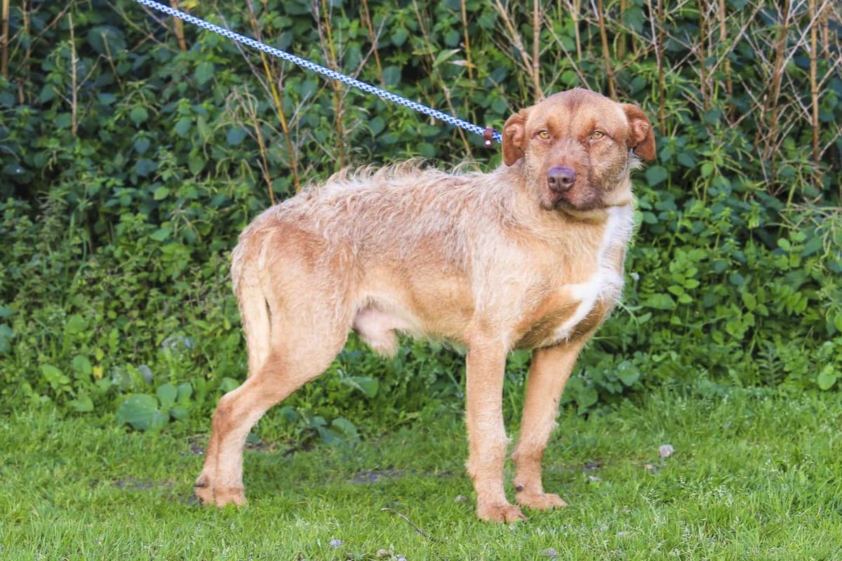 RUDI, Mixed Breed (O Cantinho da Milu)