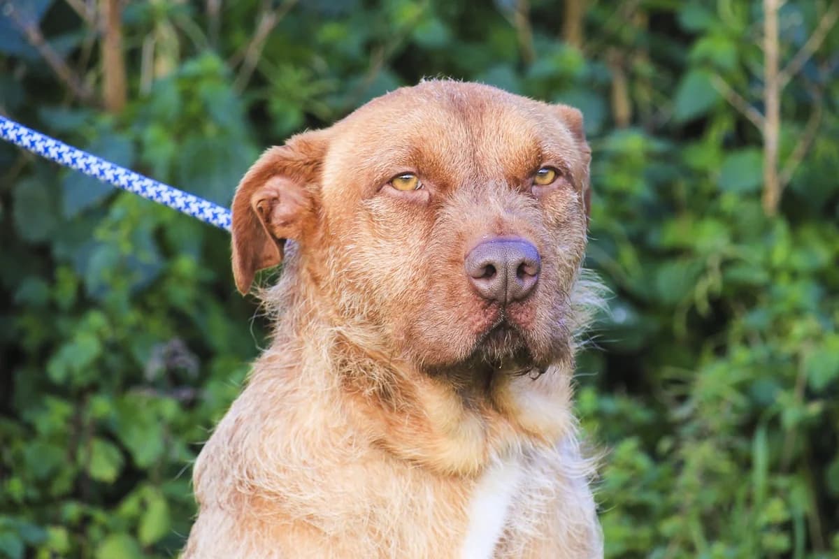RUDI, Castanho male 3yo Mixed Breed for adoption at O Cantinho da Milu, Lisbon