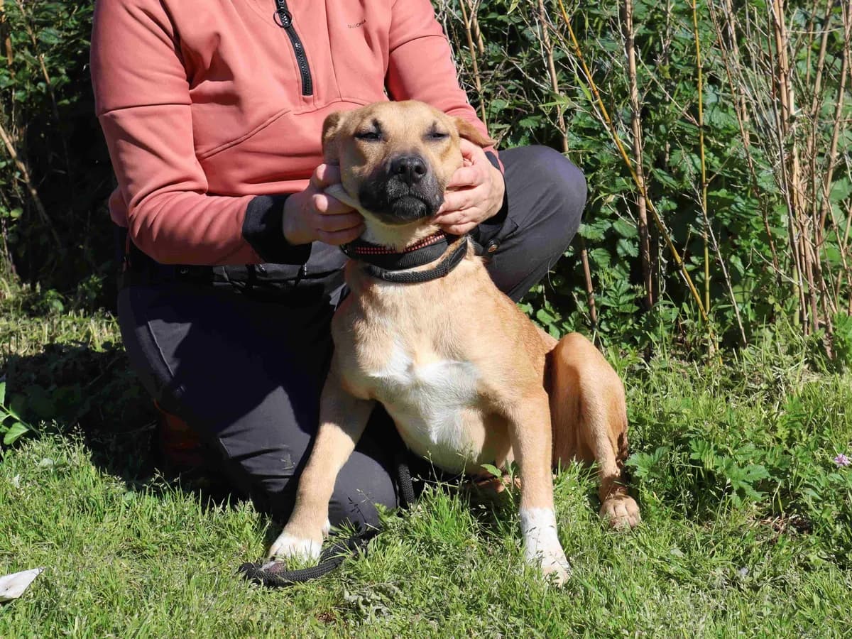 ESTER, Castanho e Branco female young Mixed Breed for adoption at O Cantinho da Milu, Lisbon