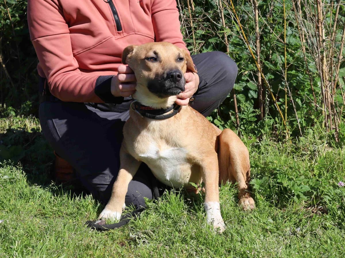 ESTER, Castanho e Branco female young Mixed Breed for adoption at O Cantinho da Milu, Lisbon