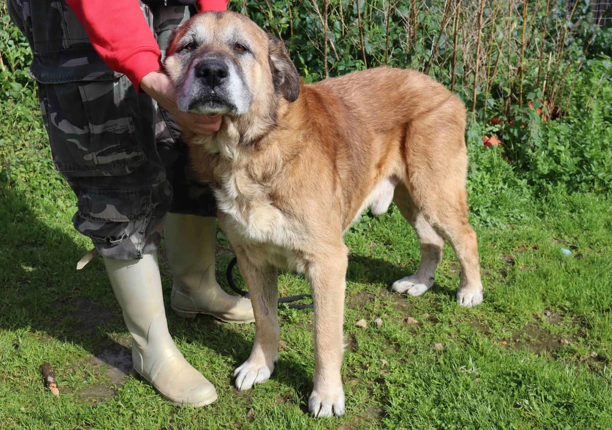 NAKO, Castanho male senior Mixed Breed for adoption at O Cantinho da Milu, Lisbon