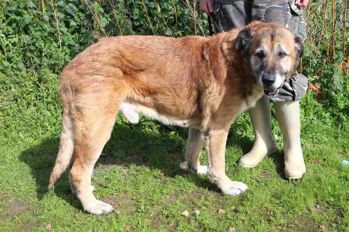 NAKO, Castanho male senior Mixed Breed for adoption at O Cantinho da Milu, Lisbon