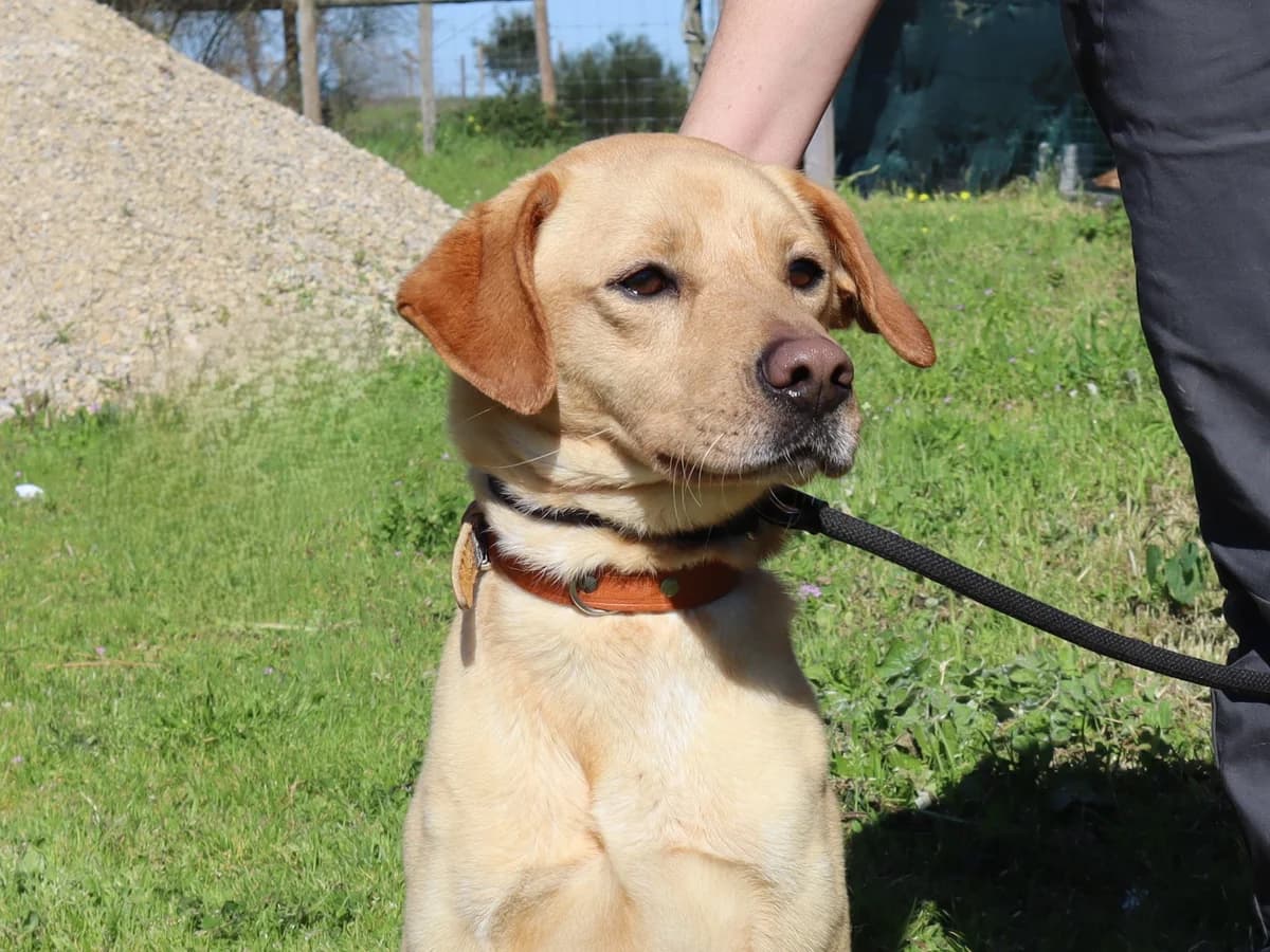 KAMILO, Mixed Breed (O Cantinho da Milu)