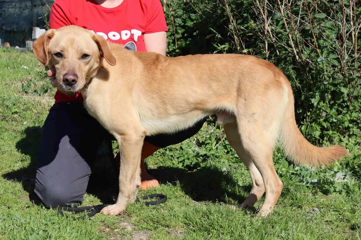 KAMILO, Creme male young Mixed Breed for adoption at O Cantinho da Milu, Lisbon