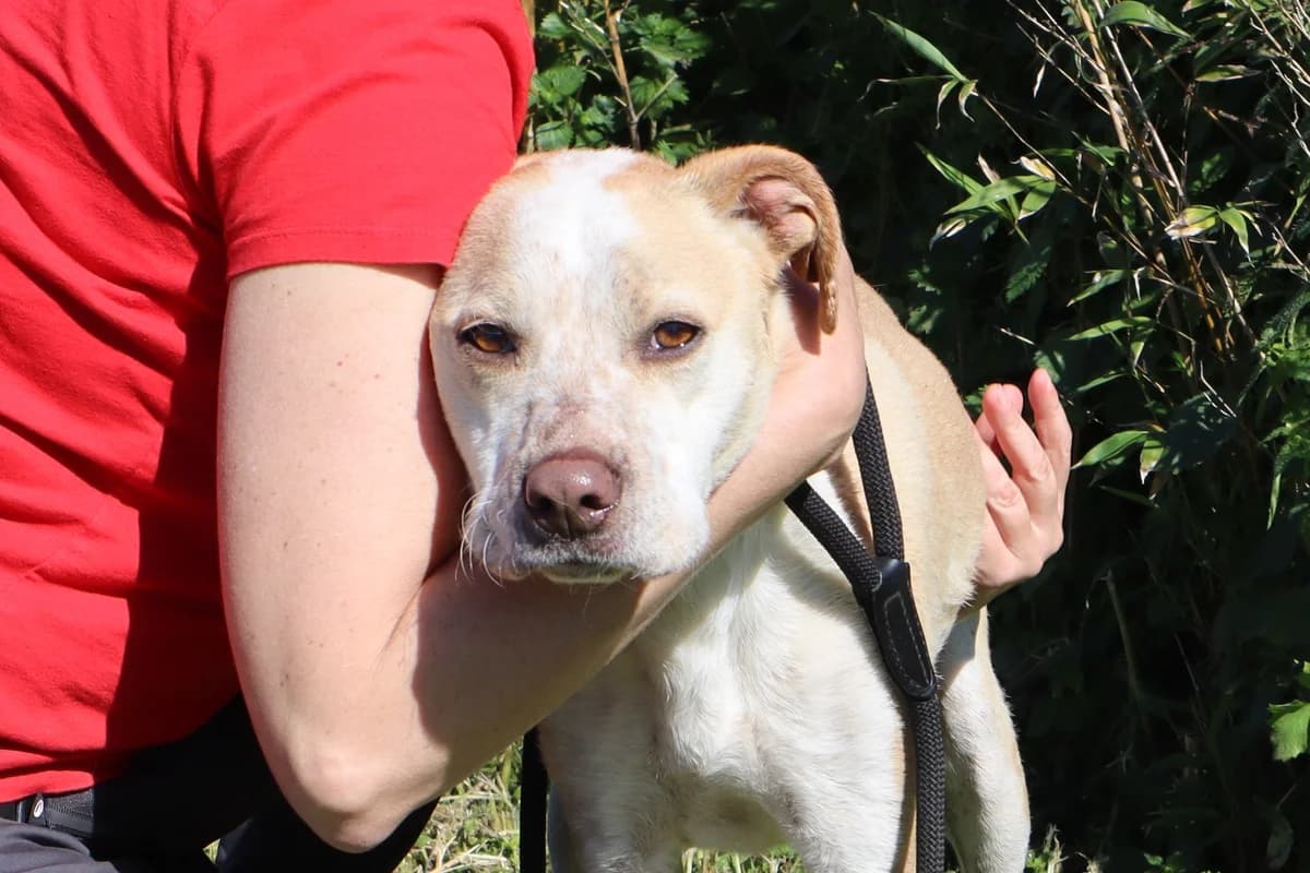 MILES, Mixed Breed (O Cantinho da Milu)