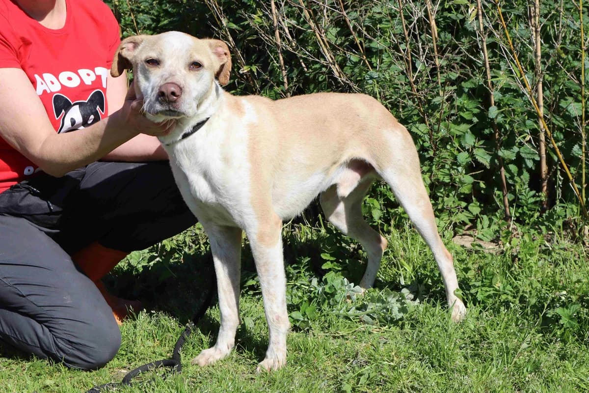 MILES, Creme male 4yo Mixed Breed for adoption at O Cantinho da Milu, Lisbon