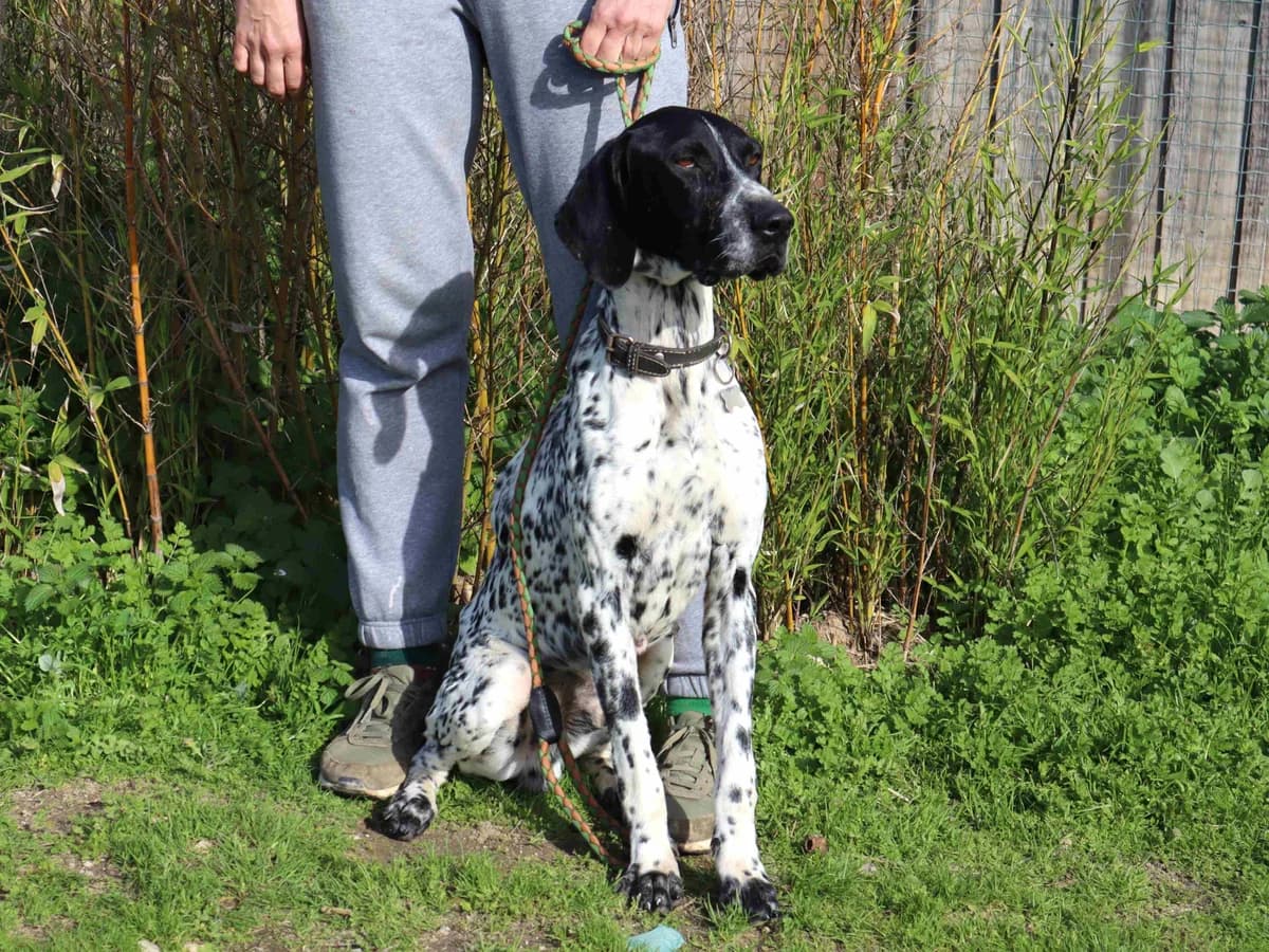 ARTURO, Branco e Preto male 3yo mixed breed for adoption at O Cantinho da Milu, Lisbon