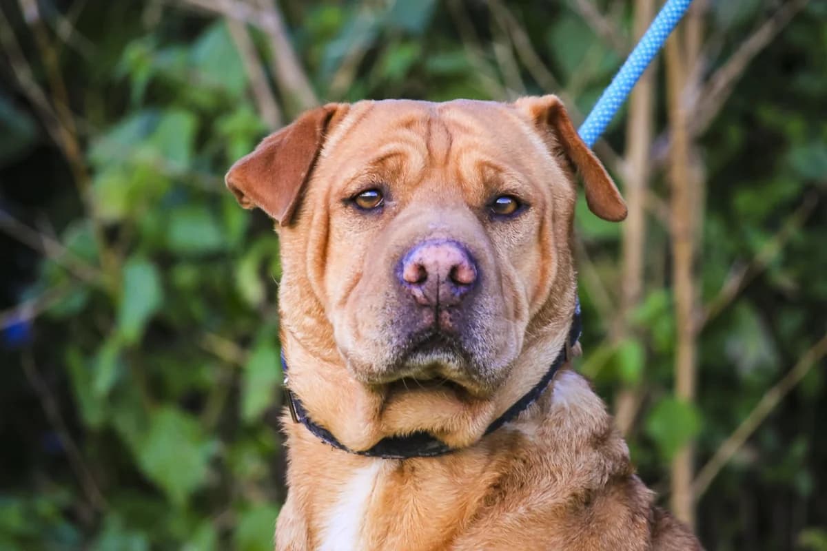 GEMMA, Castanho female 6yo mixed breed for adoption at O Cantinho da Milu, Lisbon