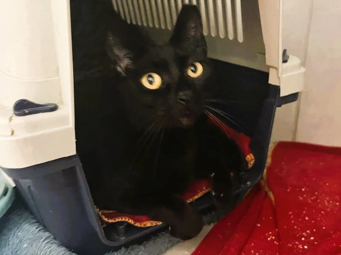 BAGUERA, Preto female 6yo Domestic Shorthair for adoption at O Cantinho da Milu, Lisbon