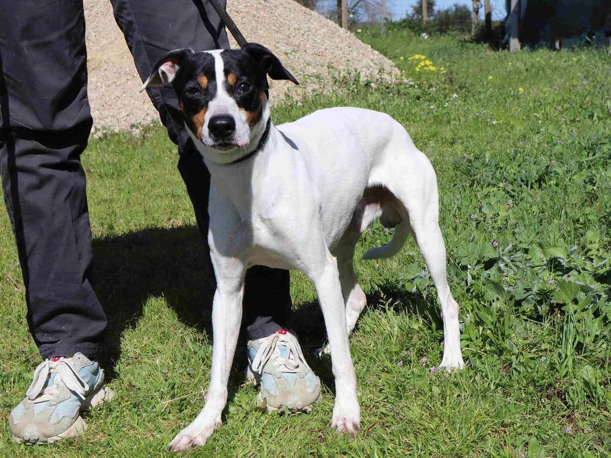 MIKE, Tricolor male 7yo Jack Russell Terrier for adoption at O Cantinho da Milu, Lisbon