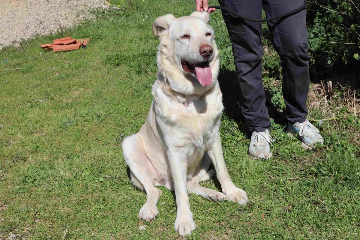 HECTOR, Labrador Retriever (O Cantinho da Milu)