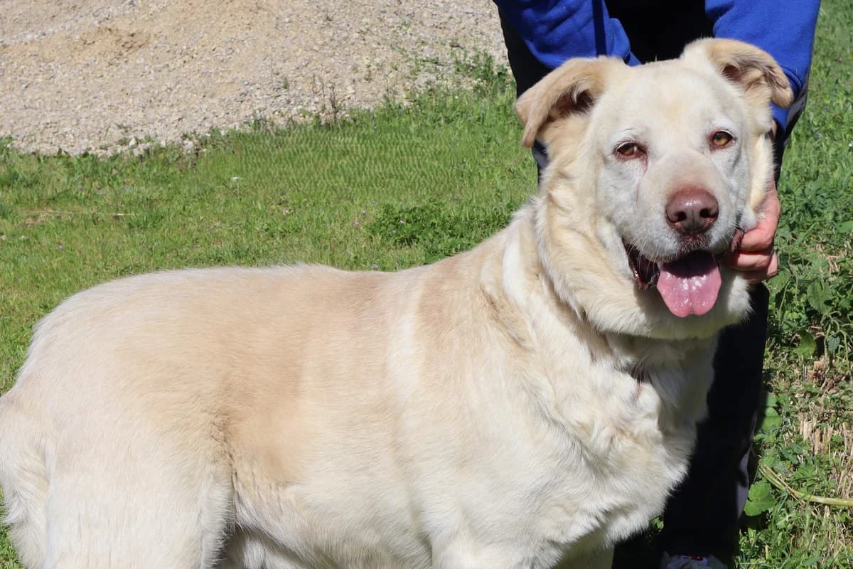 HECTOR, Branco male senior Labrador Retriever for adoption at O Cantinho da Milu, Lisbon