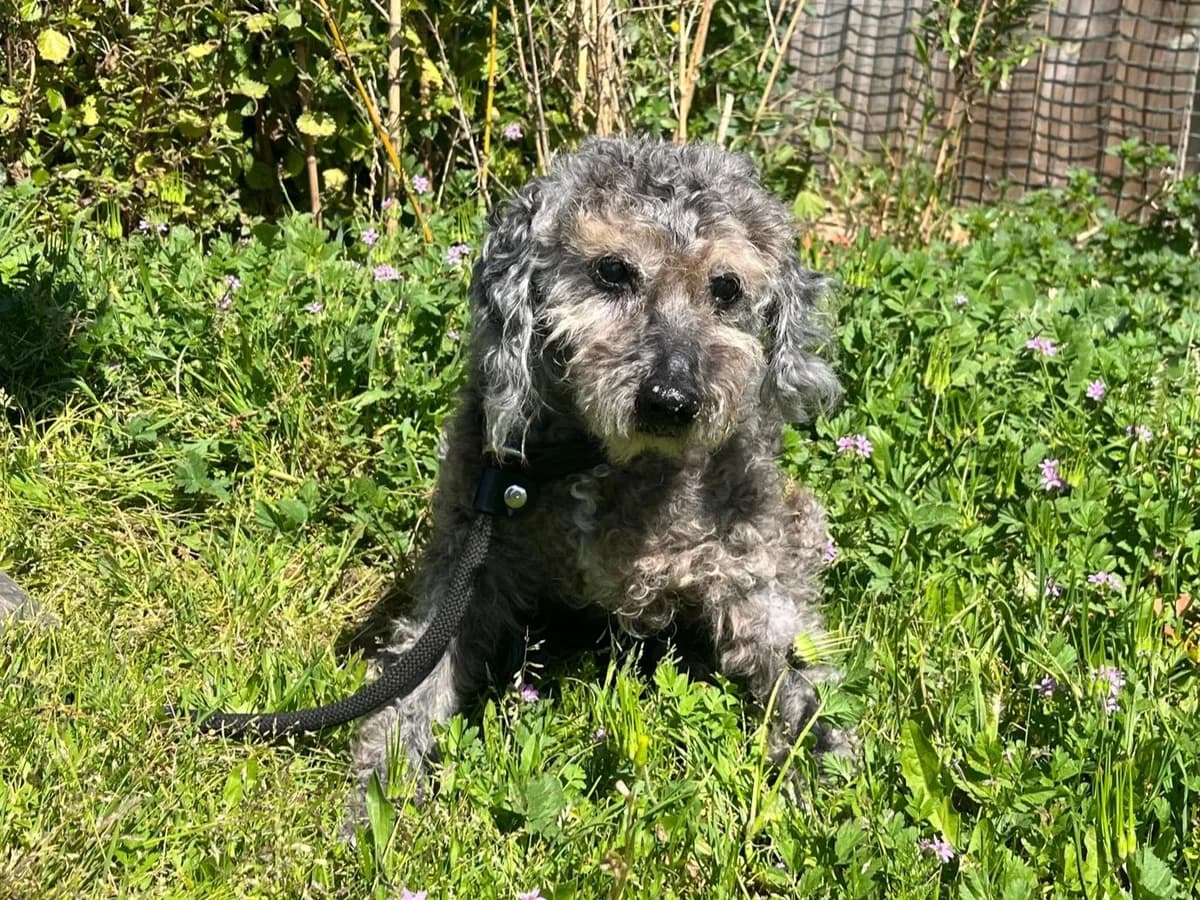 TITO, Cinza male senior Poodle for adoption at O Cantinho da Milu, Lisbon