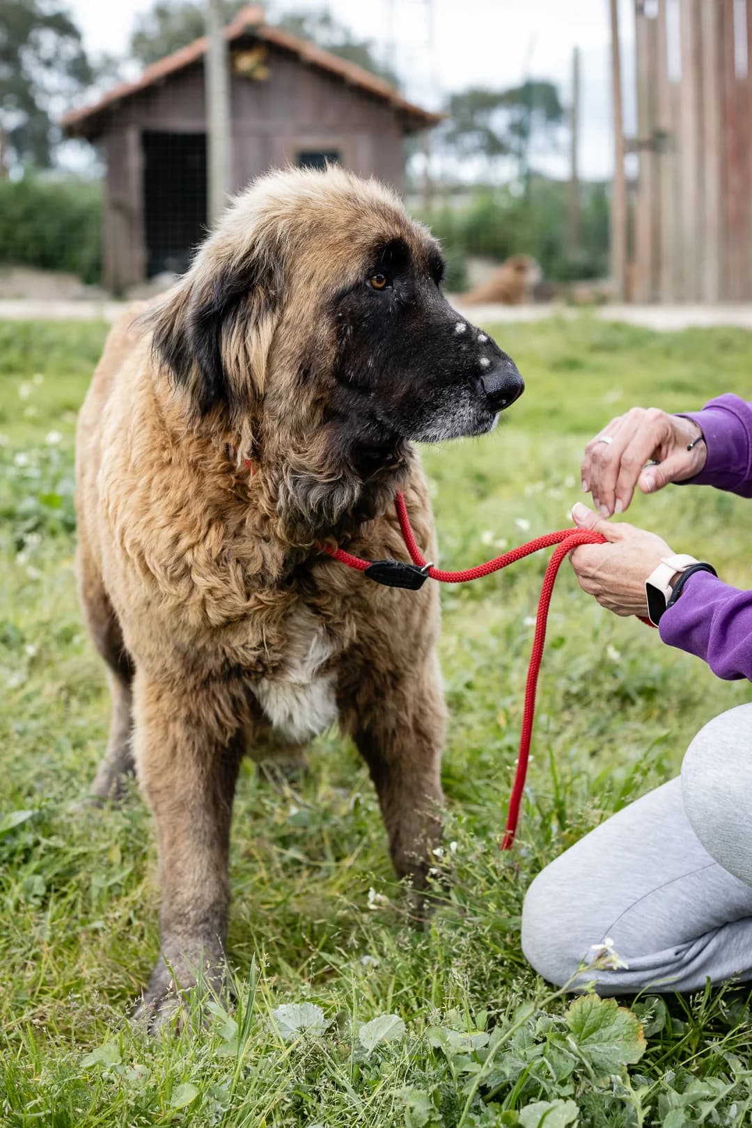 LIVIA, Castanho e Preto female senior mixed breed for adoption at O Cantinho da Milu, Lisbon