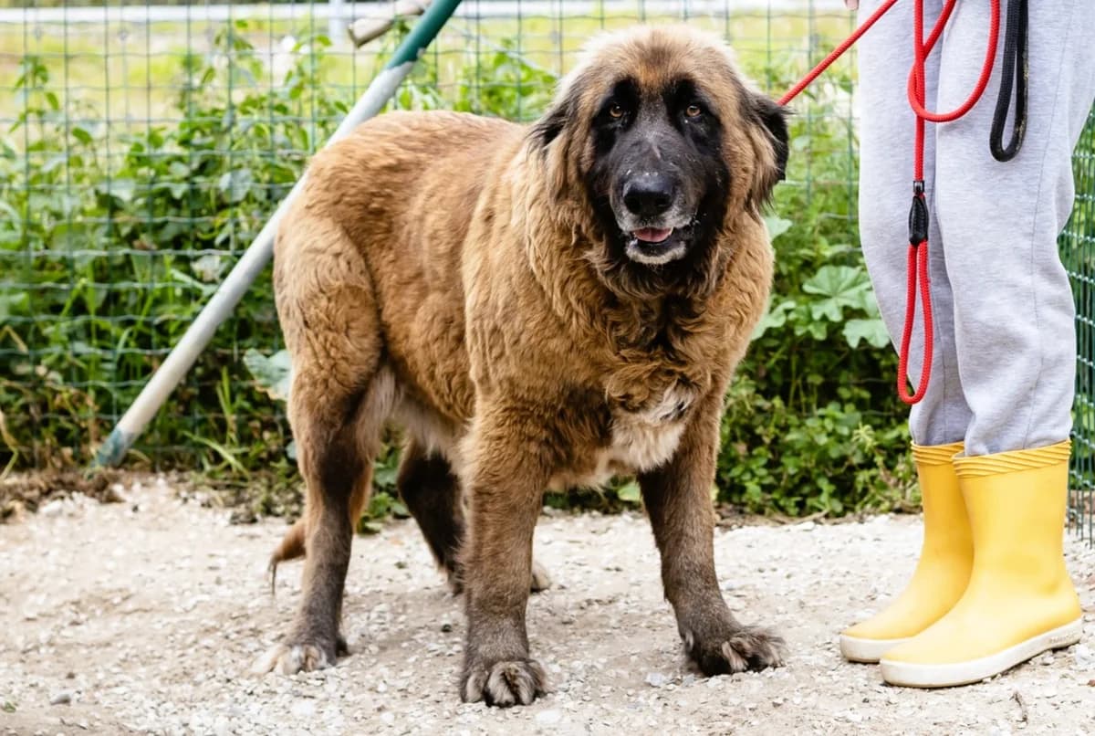 LIVIA, Castanho e Preto female senior mixed breed for adoption at O Cantinho da Milu, Lisbon