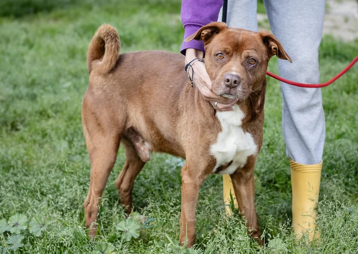 TOBY, Castanho e Branco male 3yo Mixed Breed for adoption at O Cantinho da Milu, Lisbon