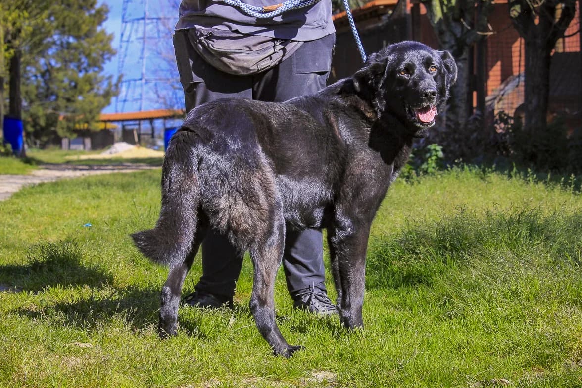 STORM, Preto male young Labrador Retriever for adoption at O Cantinho da Milu, Lisbon