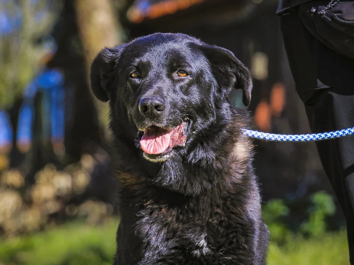 STORM, Preto male young Labrador Retriever for adoption at O Cantinho da Milu, Lisbon