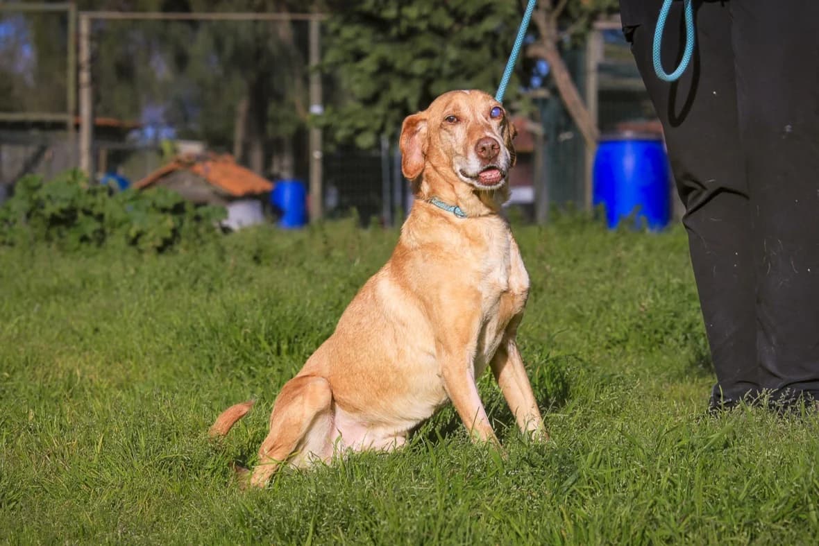 TUCKER, Mixed Breed (O Cantinho da Milu)