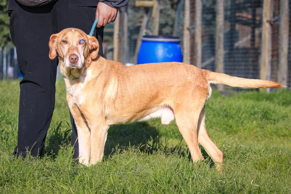TUCKER, Castanho male senior Mixed Breed for adoption at O Cantinho da Milu, Lisbon