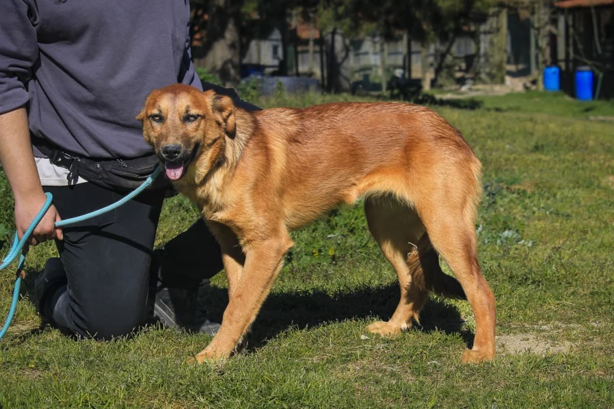 FELICIA, Castanho female puppy Mixed Breed for adoption at O Cantinho da Milu, Lisbon