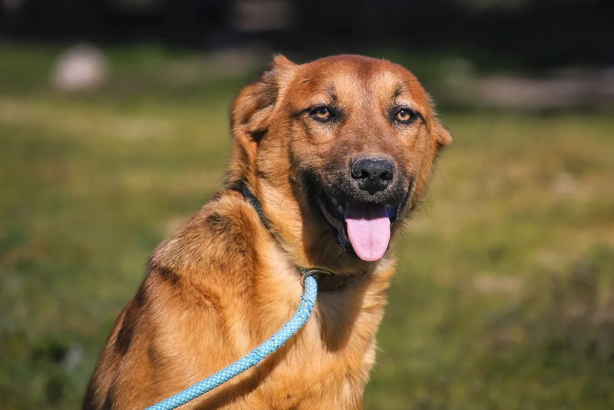 FELICIA, Castanho female puppy Mixed Breed for adoption at O Cantinho da Milu, Lisbon