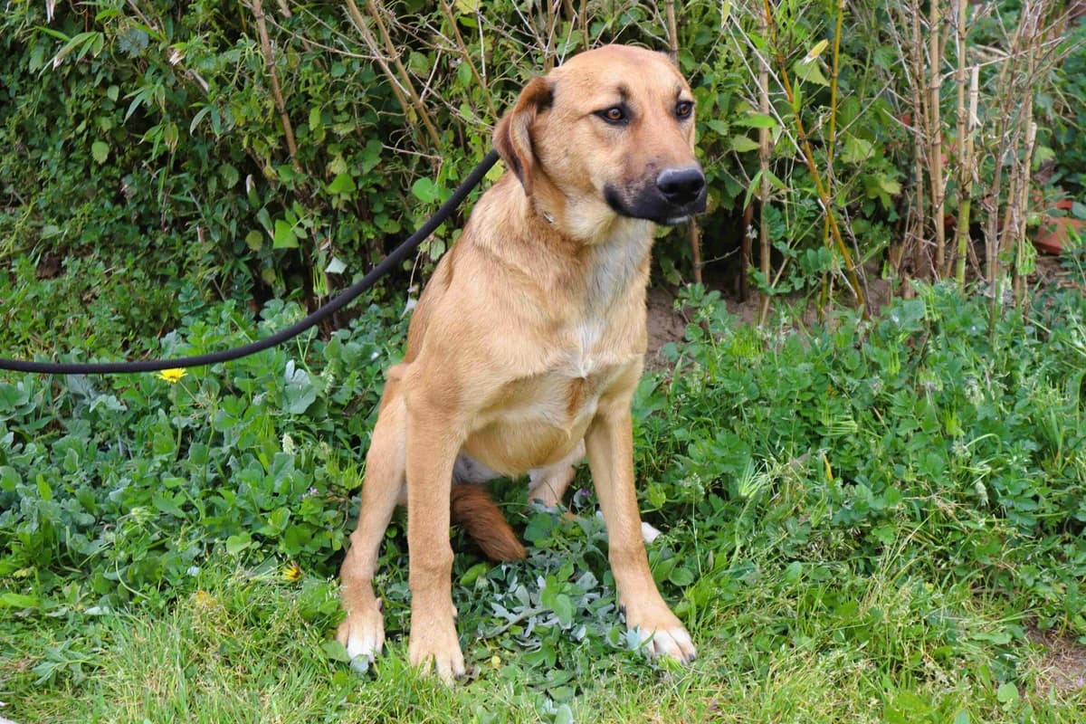 NALA, Creme female puppy Mixed Breed for adoption at O Cantinho da Milu, Lisbon