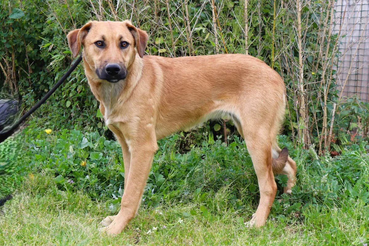 NALA, Creme female puppy Mixed Breed for adoption at O Cantinho da Milu, Lisbon
