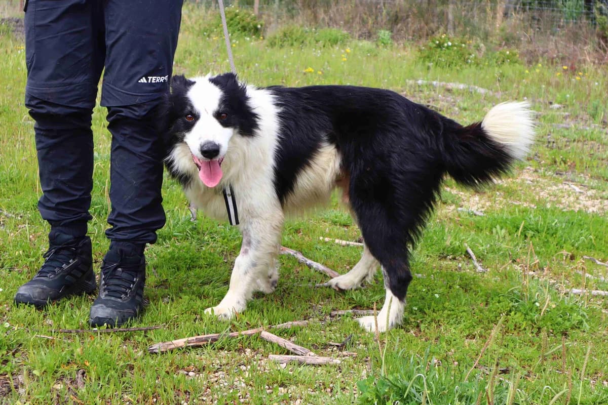REMUS, Preto e Branco male 7yo Border Collie for adoption at O Cantinho da Milu, Lisbon
