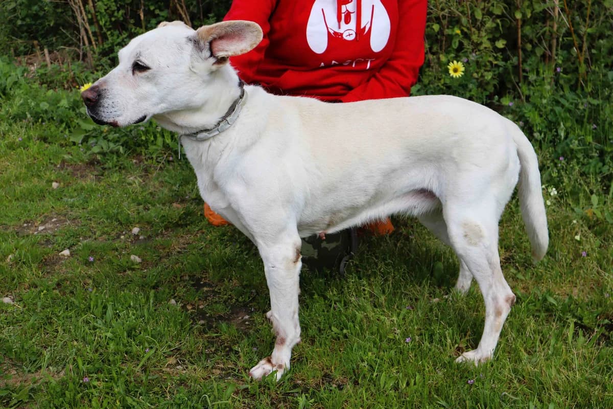 YUNA, Mixed Breed (O Cantinho da Milu)