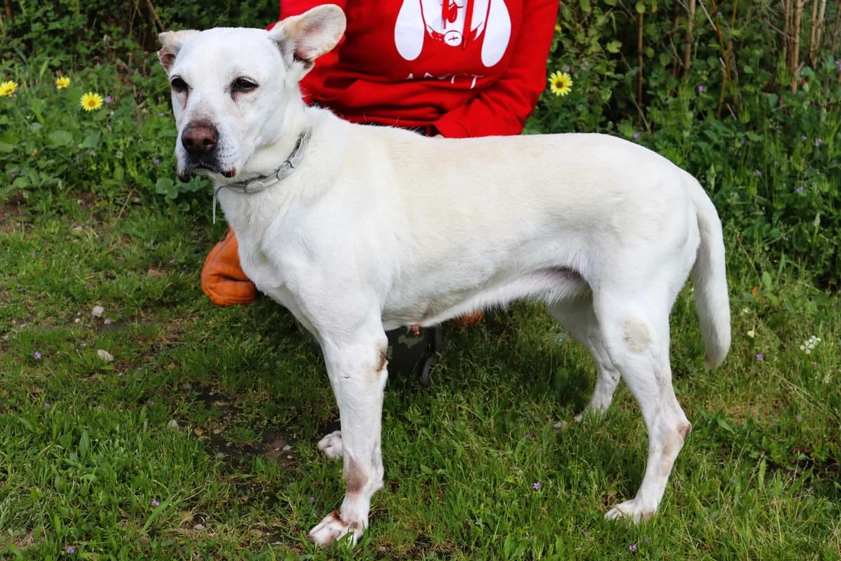 YUNA, Branco female senior Mixed Breed for adoption at O Cantinho da Milu, Lisbon