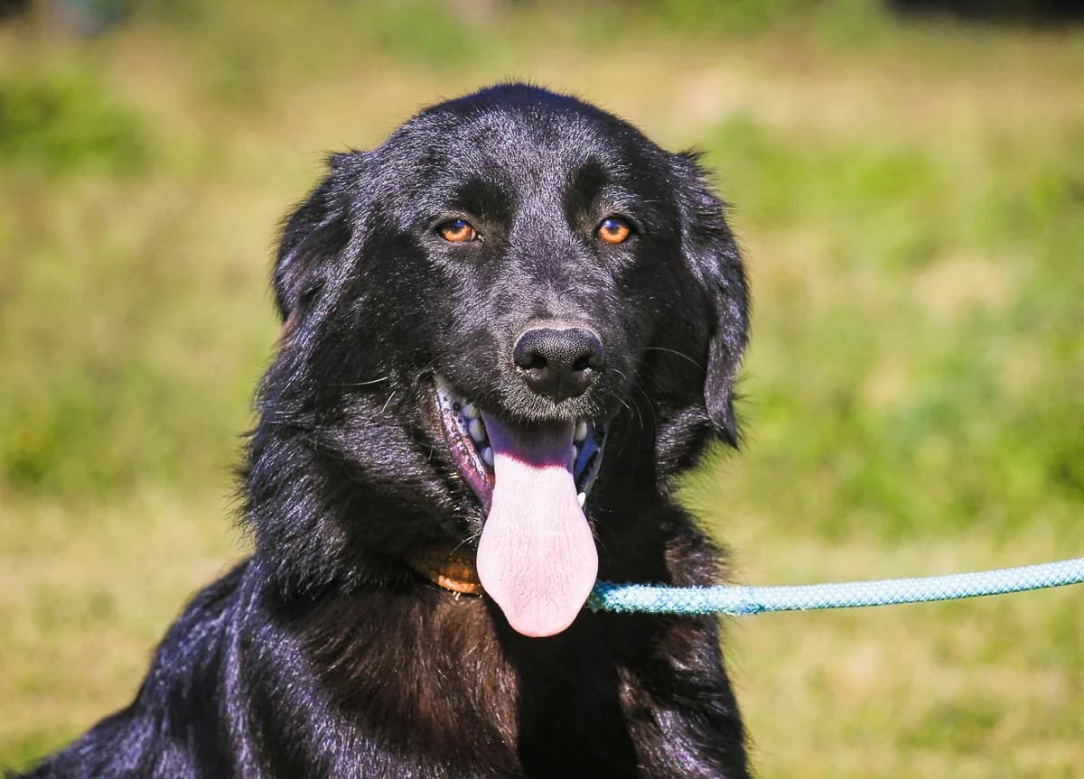 MANDU, Preto e Branco male puppy Mixed Breed for adoption at O Cantinho da Milu, Lisbon
