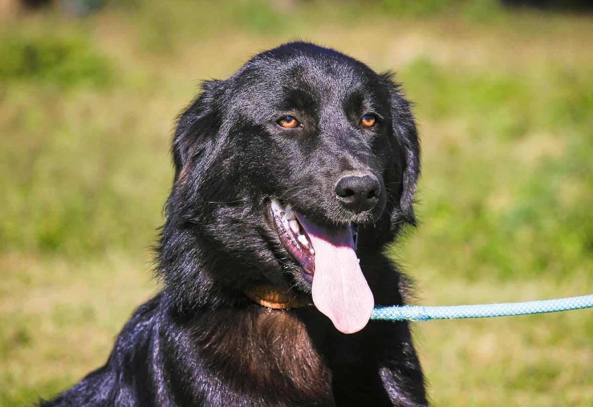 MANDU, Preto e Branco male puppy Mixed Breed for adoption at O Cantinho da Milu, Lisbon