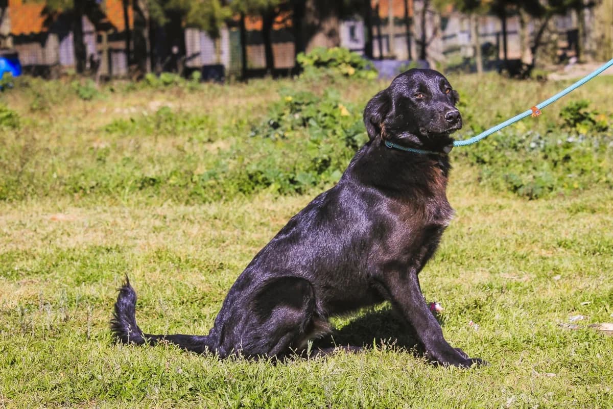 CHRISTIE, Mixed Breed (O Cantinho da Milu)