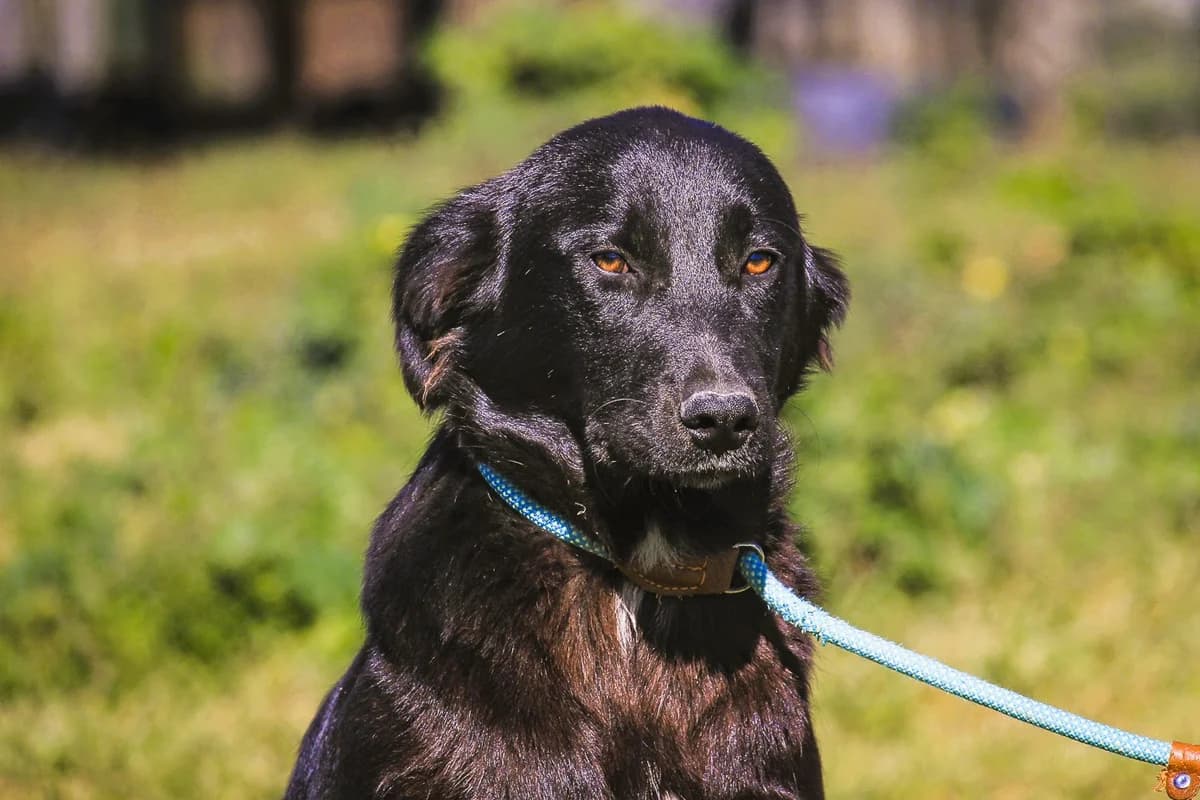 CHRISTIE, Preto female puppy Mixed Breed for adoption at O Cantinho da Milu, Lisbon