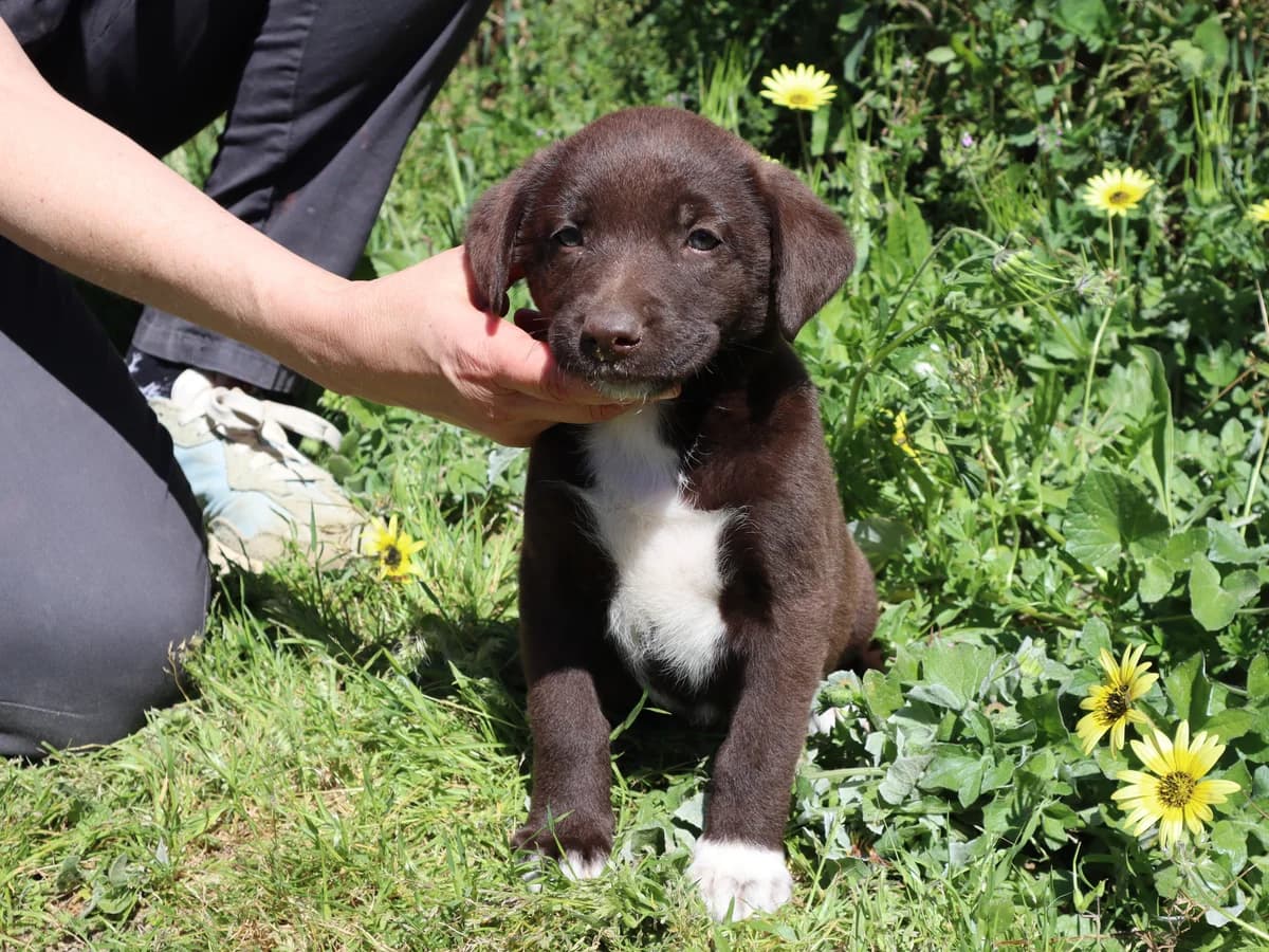 JESSY, Mixed Breed (O Cantinho da Milu)