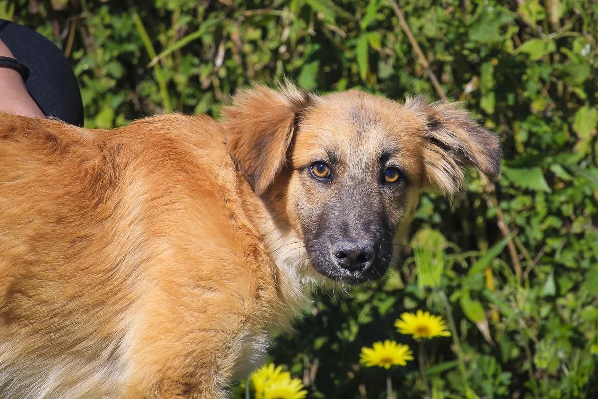 CARAMELO, Castanho male puppy Mixed Breed for adoption at O Cantinho da Milu, Lisbon