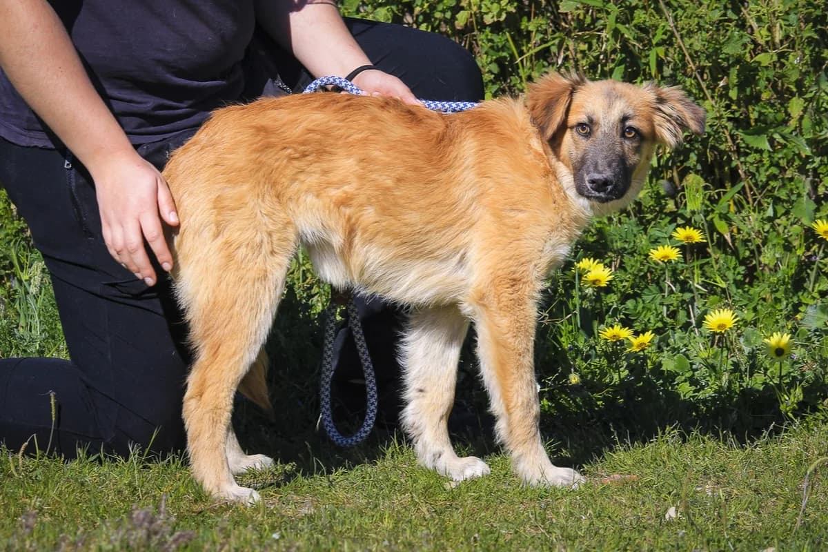 CARAMELO, Castanho male puppy Mixed Breed for adoption at O Cantinho da Milu, Lisbon