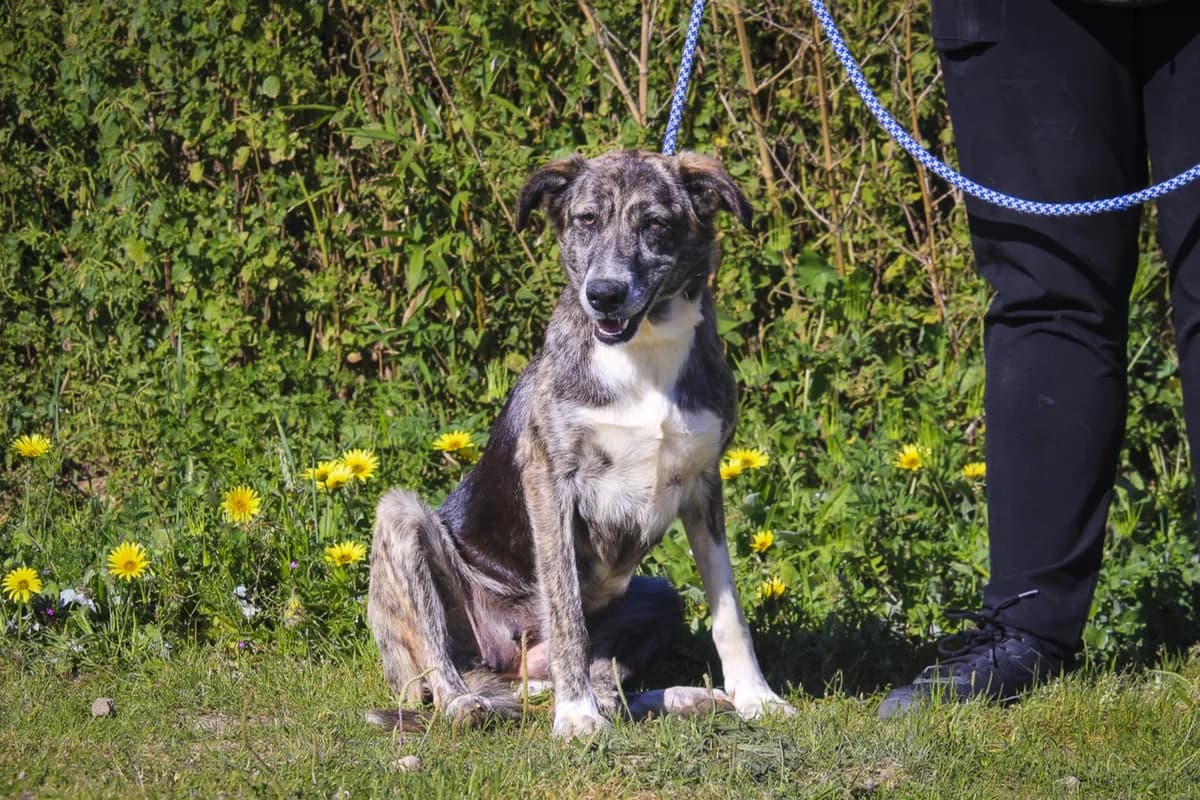 PENNY, Tigrado female young Mixed Breed for adoption at O Cantinho da Milu, Lisbon