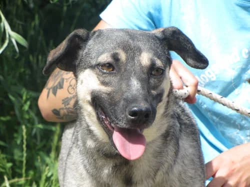 Amiga, female Mixed Breed for adoption at Bianca APS