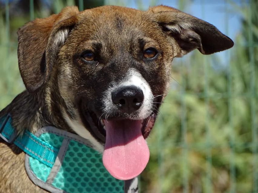 Rony, male Mixed Breed for adoption at Bianca APS